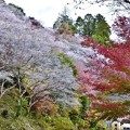 Photos: 四季桜と紅葉