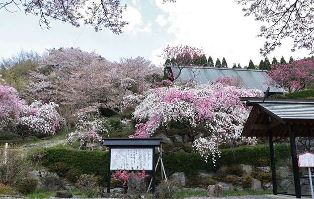 カナメ神宮源平枝垂れ桃 写真共有サイト フォト蔵