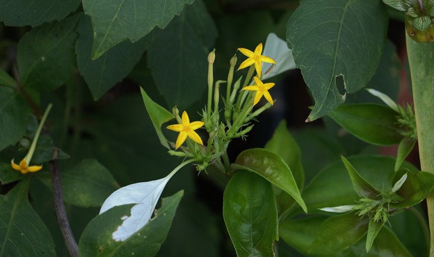 コンロンカ（崑崙花）  アカネ科　流通名ハンカチの花