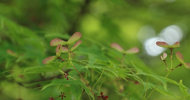 花が終わりタケコプターのよう葉の上に出て来た～イロハモミジ「色葉楓」カエデ科