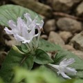 イナモリソウ（稲森草）の白い花ですがシロバナイナモリソで（白花稲森草）アカバナ科では有りません・・