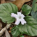 これはイナモリソウ（稲森草）アカバナ科の白い花ですが・・開花時期が少し遅いシロバナイナモリソウ（白花稲森草）アカバナ科では有りません・・