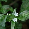 これはシロバナイナモリソウ（白花稲森草）　アカネ科別の夏から「７月後半」から咲きます。見本として・・