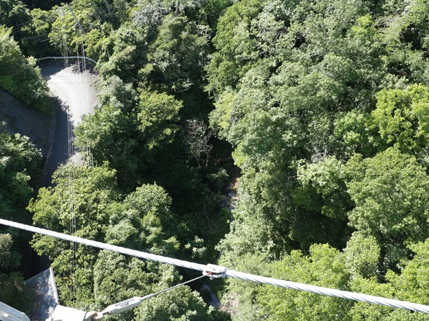 浜北森林公園吊橋（空の散歩道）吊り橋下