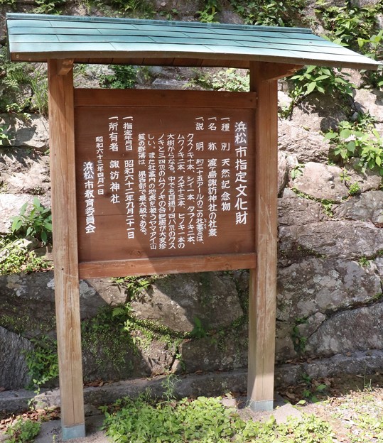 渡ヶ島諏訪神社の「社叢、しゃそう、鎮守の森」　　クスノキ（樟、楠）　クスノキ科