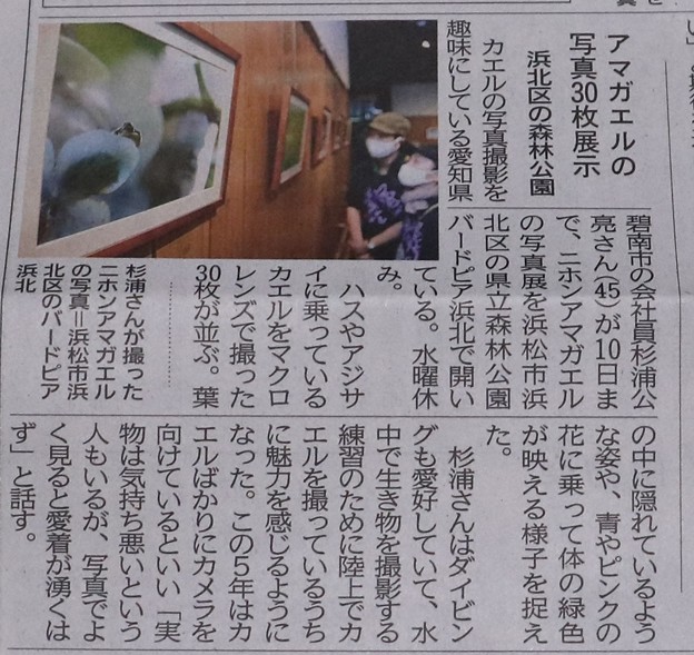 今朝の地元新聞に先日愛知県の作手長ノ山湿原（ながのやましつげん）で花写真撮っていると偶然出会った人が自分は蛙を撮っていると今度森林公園バードピアの（Ｓ）さん知人で写真展をしますからと言っていた。