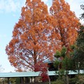 Photos: 森林公園森の家メタセコイア　：ヒノキ科　和名：アケボノスギ（曙杉）長年親しんできましたが来年は見れません伐採です。