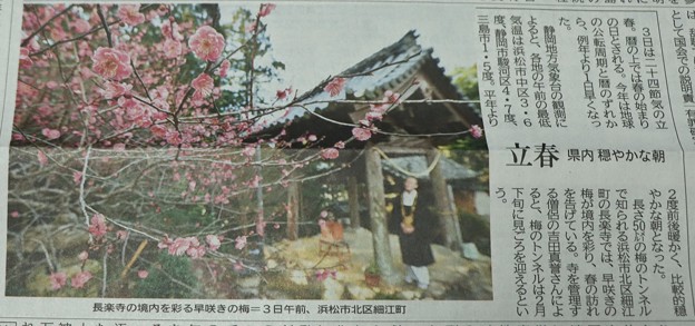 Photos: 地元新聞令和３年２月３日夕刊に長楽寺のヤエカンコウバイ（八重寒紅梅）バラ科