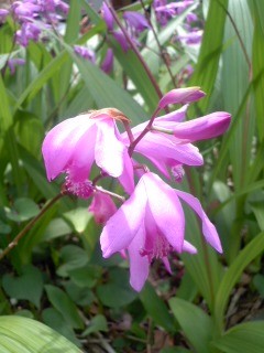 紫蘭の花（5月20日）
