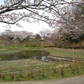 桜_公園 K146
