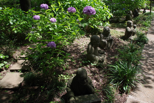 浄慶寺（柿生）の紫陽花