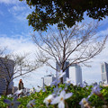 Photos: 春さんぽ