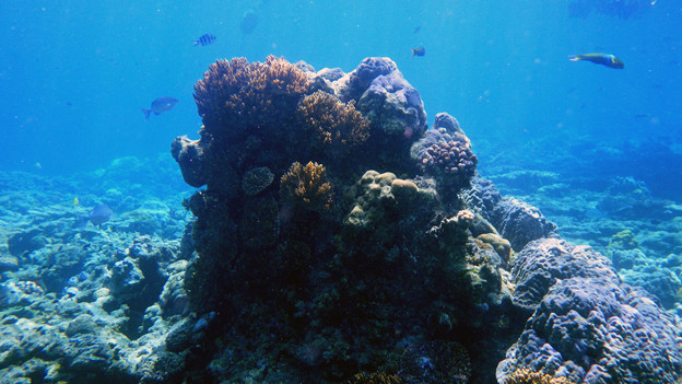 Photos: 珊瑚