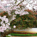 Photos: 圀勝寺の椿と桜