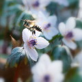 セツブン草＆蜂