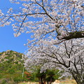 Photos: 王子が岳の桜