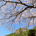Photos: 王子が岳の桜