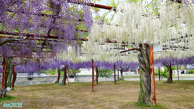 和気 藤公園 写真共有サイト フォト蔵