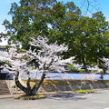 一等寺の桜
