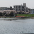 Photos: No.229　和泉多摩川の河川敷　その15