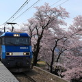 Photos: 勝沼ぶどう郷駅で桜とEH200