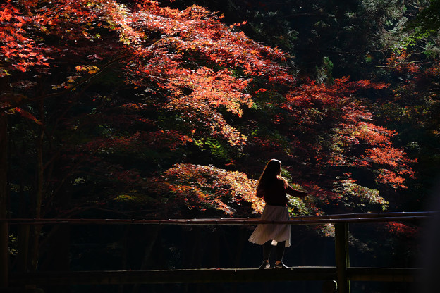 紅葉小國神社 照片共享頁面 攝影藏