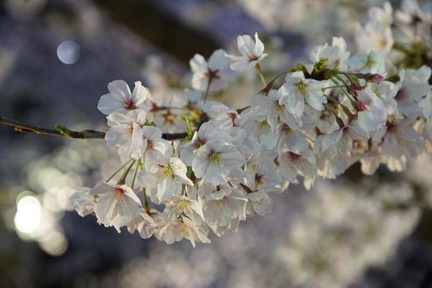 Ilminated Cherry Blossom 1