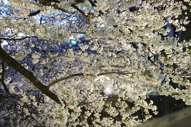 Ilminated Cherry Blossom 2