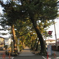 Photos: 御穂神社（清水区）神の道