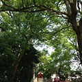 13.06.09.王子神社（東京都北区）関神社