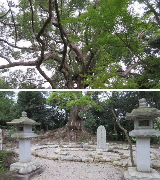 壺井八幡宮（羽曳野市）樹齢1000年楠木
