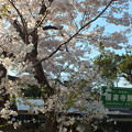 極楽寺駅前の桜
