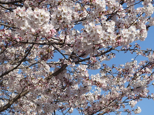桜 桜咲くと嬉しいI&#039;m a japanese