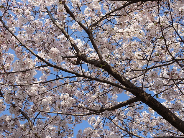桜 桜咲くと嬉しいI&#039;m a japanese