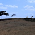 Photos: 鹿の楽園