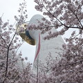 万博記念公園　桜まつり２０１７