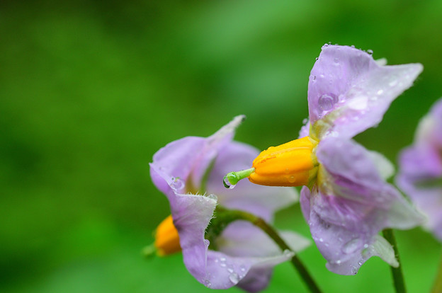 Photos: 窓下菜園のジャガイモの花