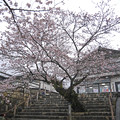 桜の錦帯橋。曇り・・・(15)