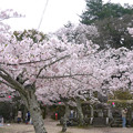 宮島・光明院前の桜