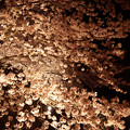 サンレイクかすやの夜桜 (9)