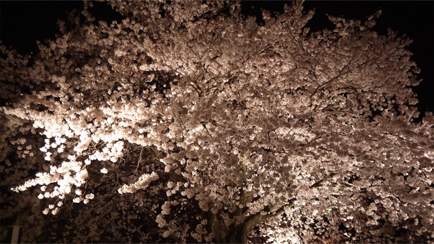サンレイクかすやの夜桜 (11)