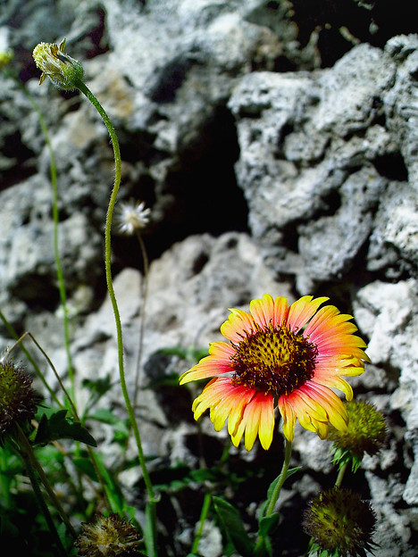 石牆邊的小野花
