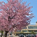 Photos: 北の桜