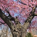 Photos: 北の桜２