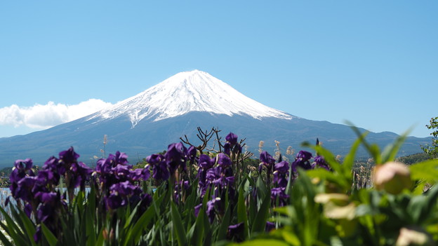あやめと富士山