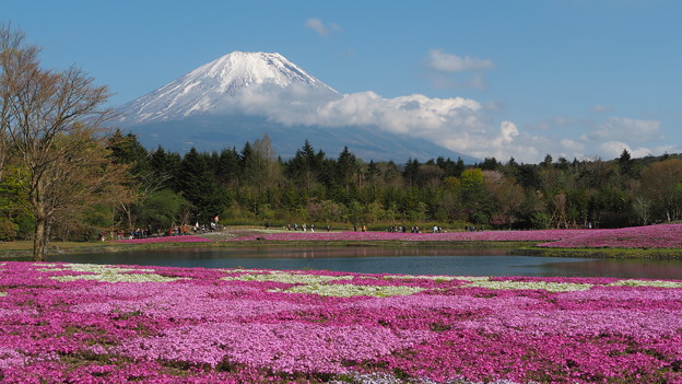 Photos: 竜神池と芝桜と富士山