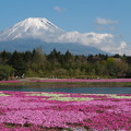 竜神池と芝桜と富士山