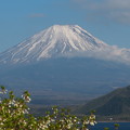 ドウダンツツジと富士山