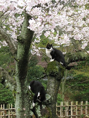 栗林公園的猫桜　白黒1号と白黒2号