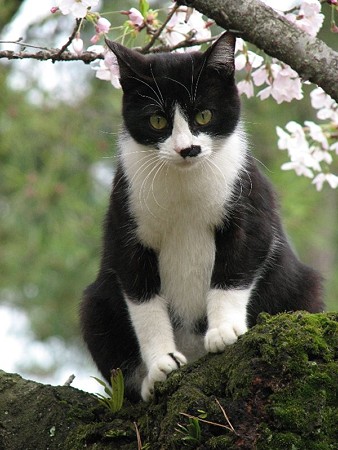 栗林公園的猫桜　白黒1号